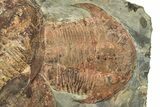 Large Asaphid Trilobite Mortality Plate - Impressive Display #229615-4
